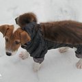 Пошив одежды для собак (Киев)