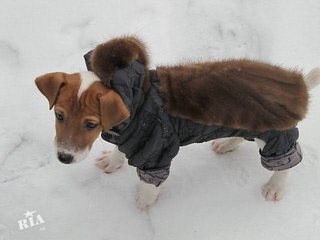 Пошив одежды для собак (Киев)