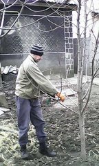 Подрезка фруктовых деревьев в Донецке (Донецьк)