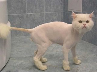 Гигиеническая стрижка котов и кошек (Донецьк)