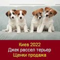 Киев 2022 Щенки Джек рассел терьеров Продажа (Киев)