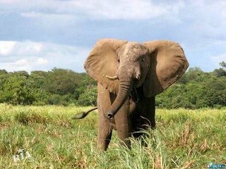 Негабаритные перевозки (Николаев)