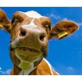 Чистка копит корів! Лікування та ефективний догляд за ногами тварини! (Киев)