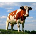 Чистка копыт коров! Лечение и эффективный уход за ногами животного! (Киев)