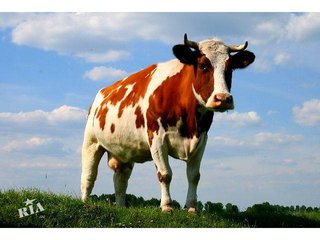 Чистка копыт коров! Лечение и эффективный уход за ногами животного! (Київ)