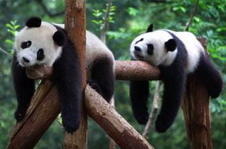 грузоперевозки 6т 25м" (Николаев)