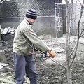 Подрезка фруктовых деревьев в Донецке (Донецьк)
