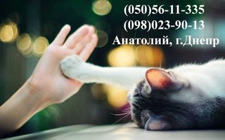 Грузоперевозки Запорожье (050) 951-94-93 Недорогие, качественные и быстрые перевозки по Запорожью и области! Мы поможем с квартирным, офисным или дачным переездом, транспортировкой мебели и личных вещей. (Запоріжжя)