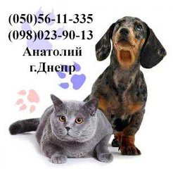 Грузоперевозки, перевозки мебели по городу и Украине. (Кременчуг)