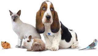 Грузоперевозки, перевозки мебели по городу и Украине. (Кременчуг)