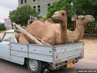 Грузоперевозки перевозка мебели вещей  0930943064, 0507060708 грузовое такси (Бровары)