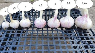 Продам часник Любаша 2024 (Кіцмань)