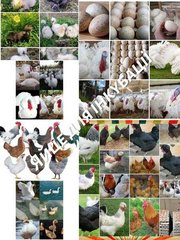 Грузоперевозки Запорожье (050) 951-94-93 Недорогие, качественные и быстрые перевозки по Запорожью и области! Мы поможем с квартирным, офисным или дачным переездом, транспортировкой мебели и личных вещей. (Запоріжжя)