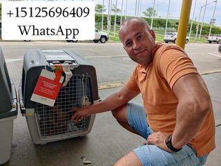 Грузоперевозки от 100 грн. за час. Вывоз строймуссора. (Запорожье)