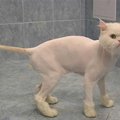 Гигиеническая стрижка котов и кошек (Донецк)